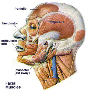 FacialMuscles2